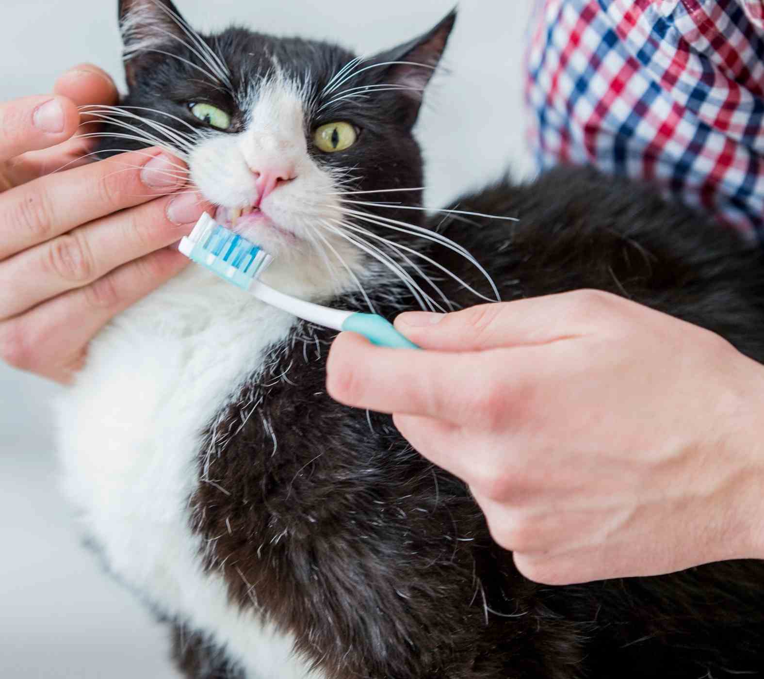 Advanced Veterinary Dentistry Services