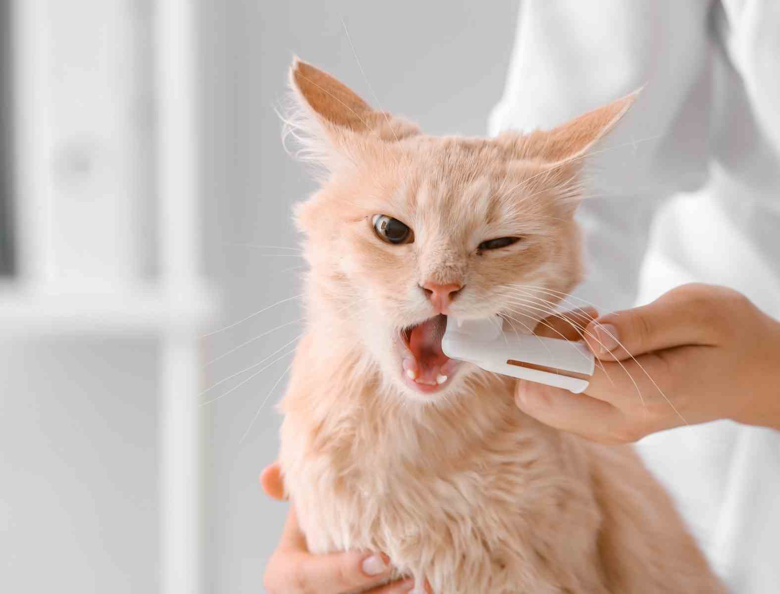 At-Home Dental Care Support