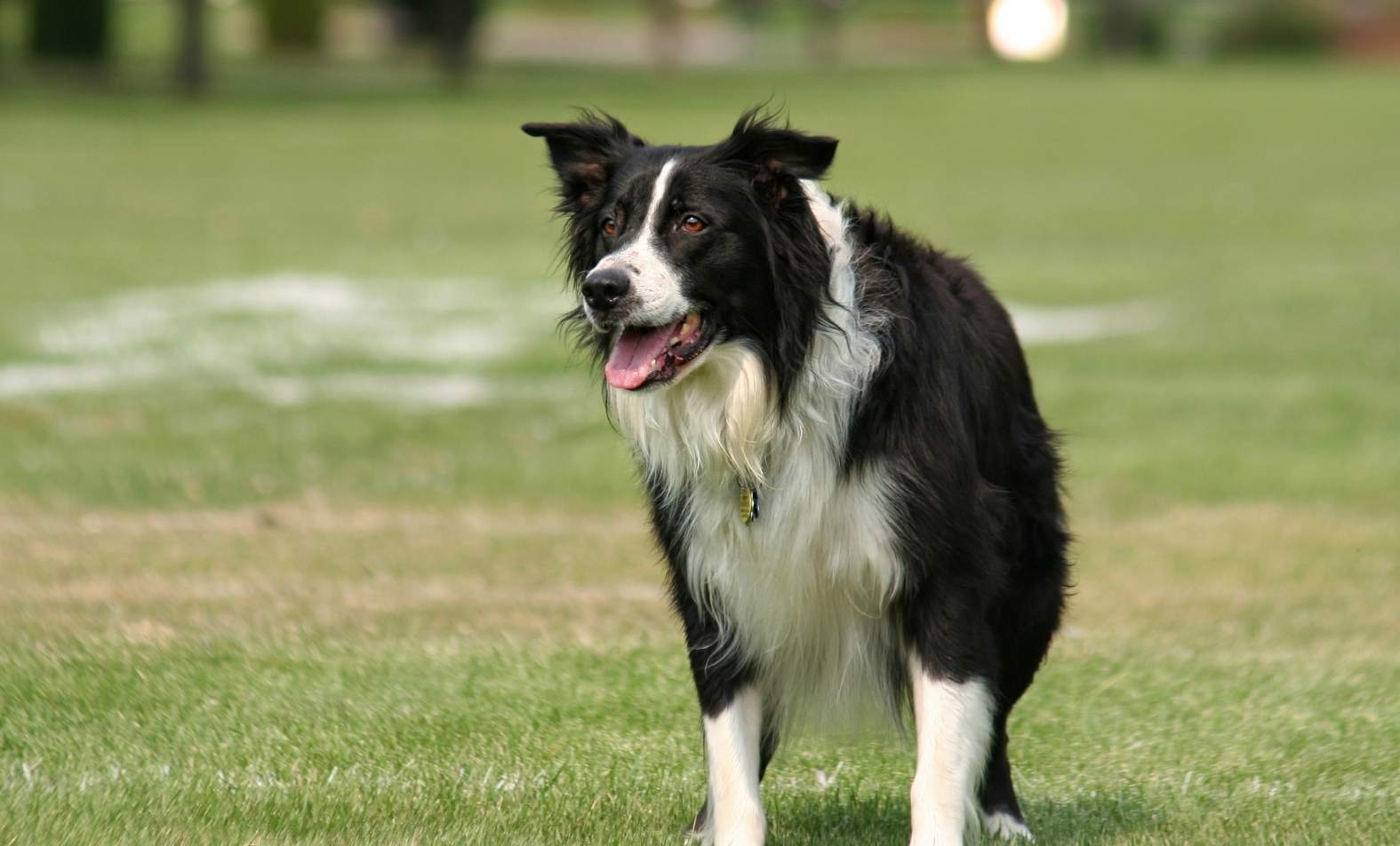 Behavioral Benefits of Spay and Neuter