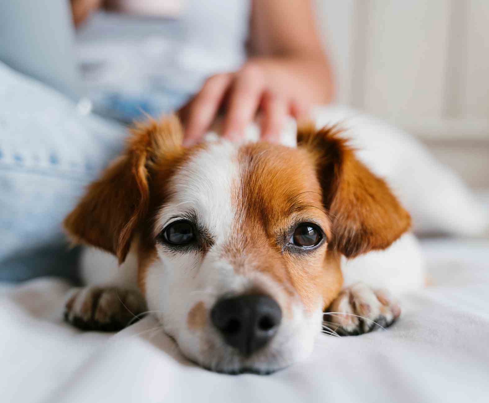 Comprehensive Pet Allergy Care