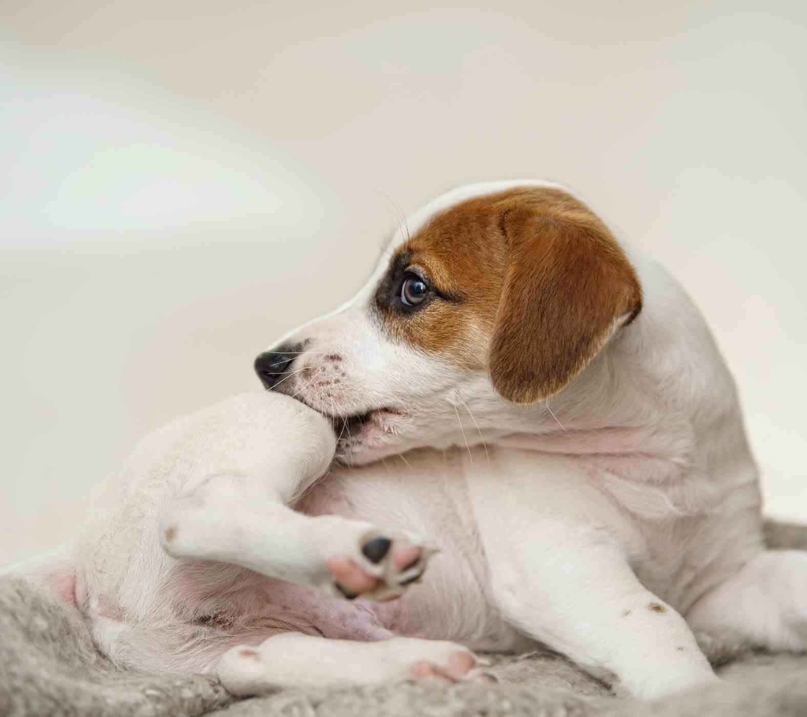 Expert Pet Dermatology