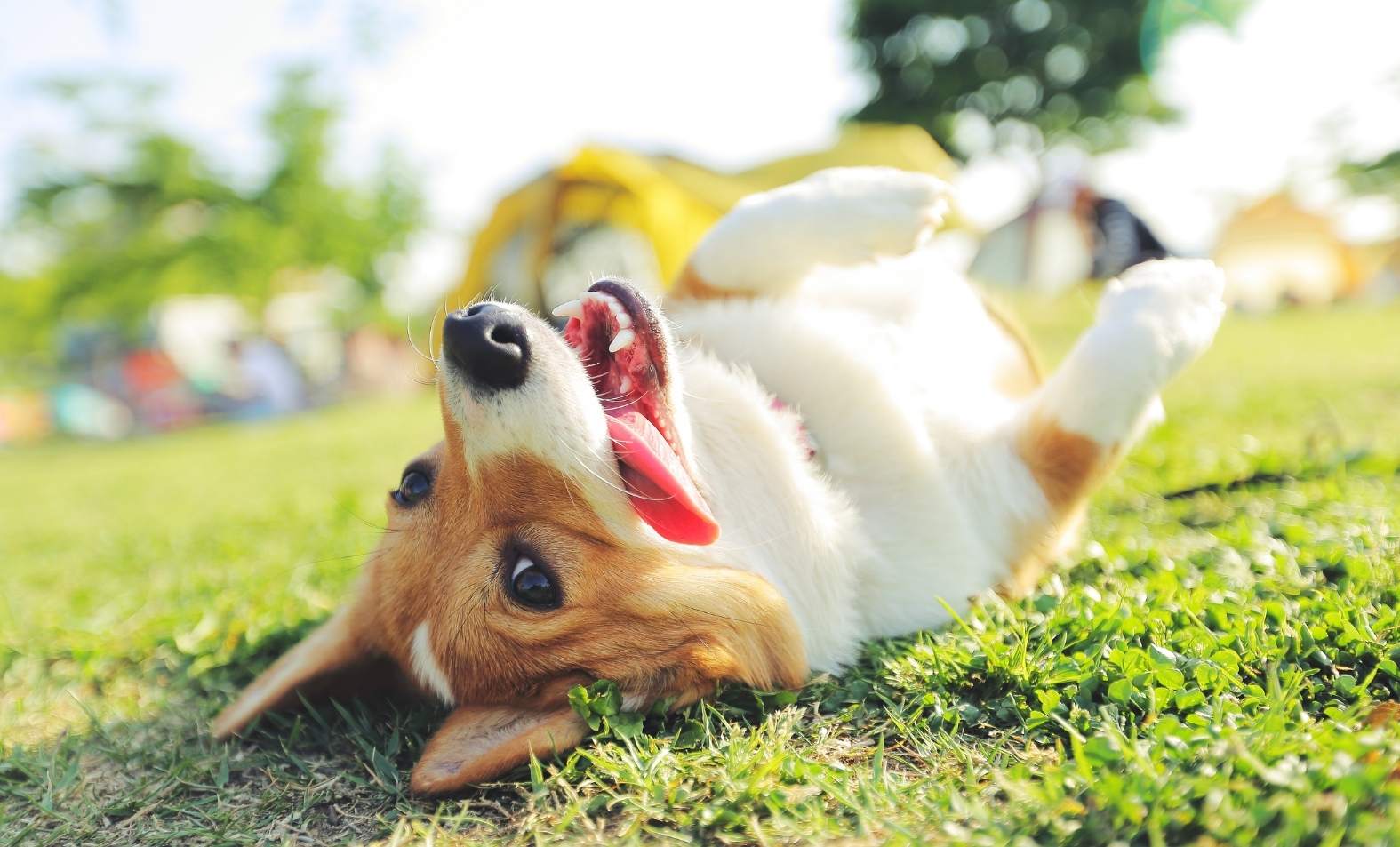 Health Benefits of Spay and Neuter