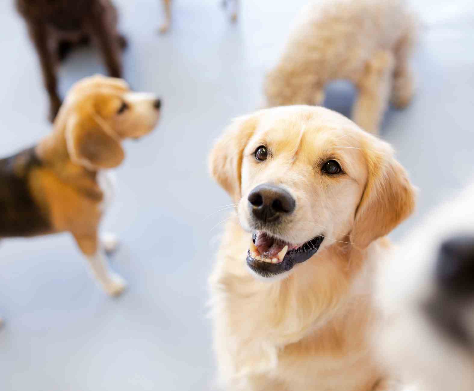 How to Prepare for Your Pet’s Stay