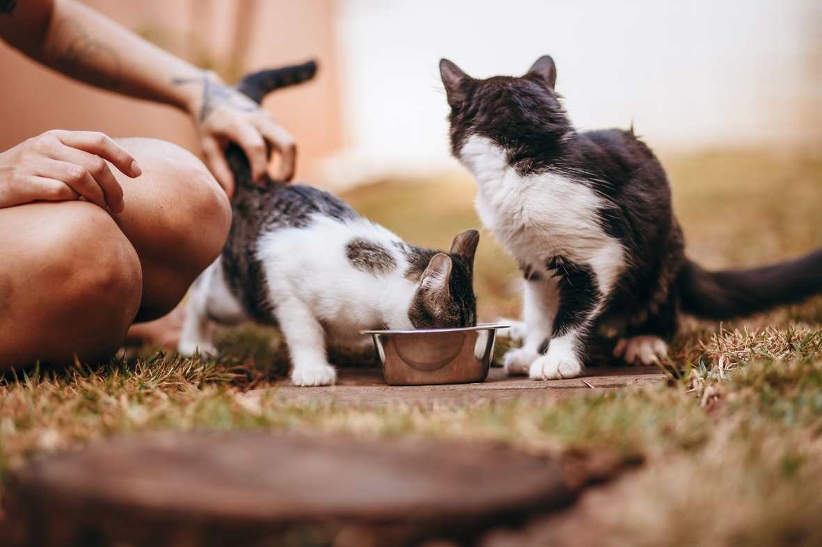Kittens having there food