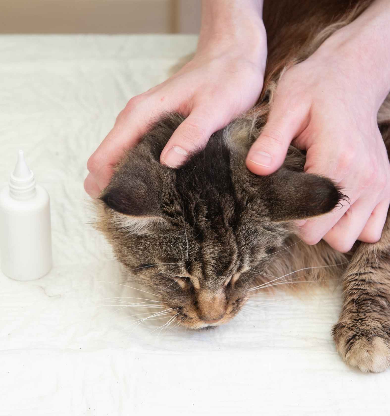Our Parasite Prevention Services