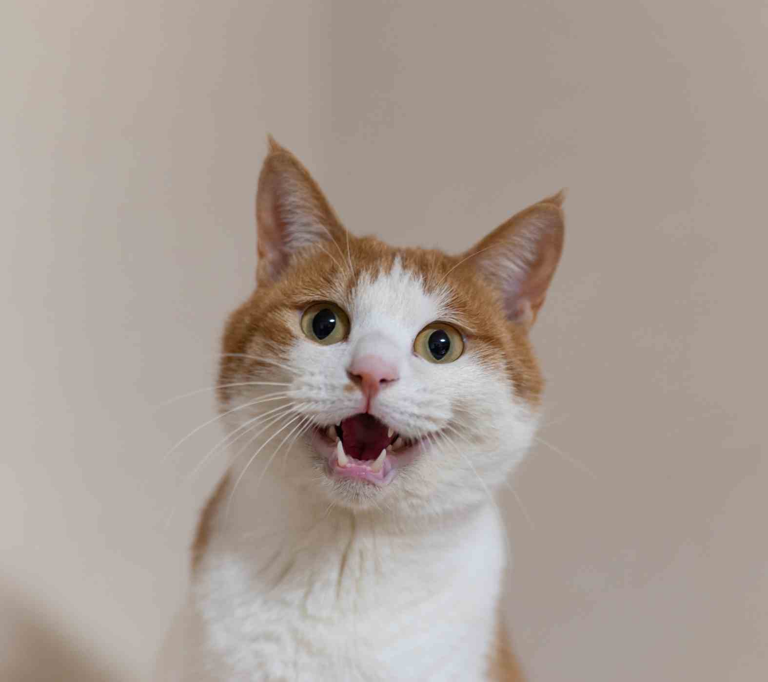 Pet Boarding for Cats & Other Small Pets