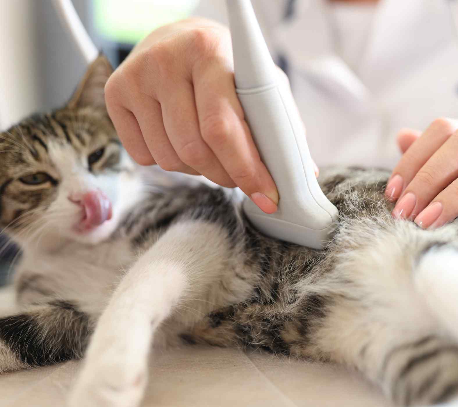 Pet Ultrasound for Internal Health