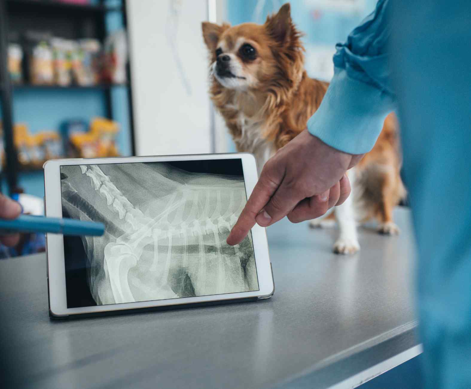 Pet X-Ray Services