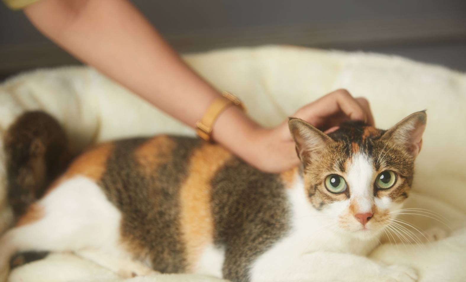 Preventive wellness care is important for your pets