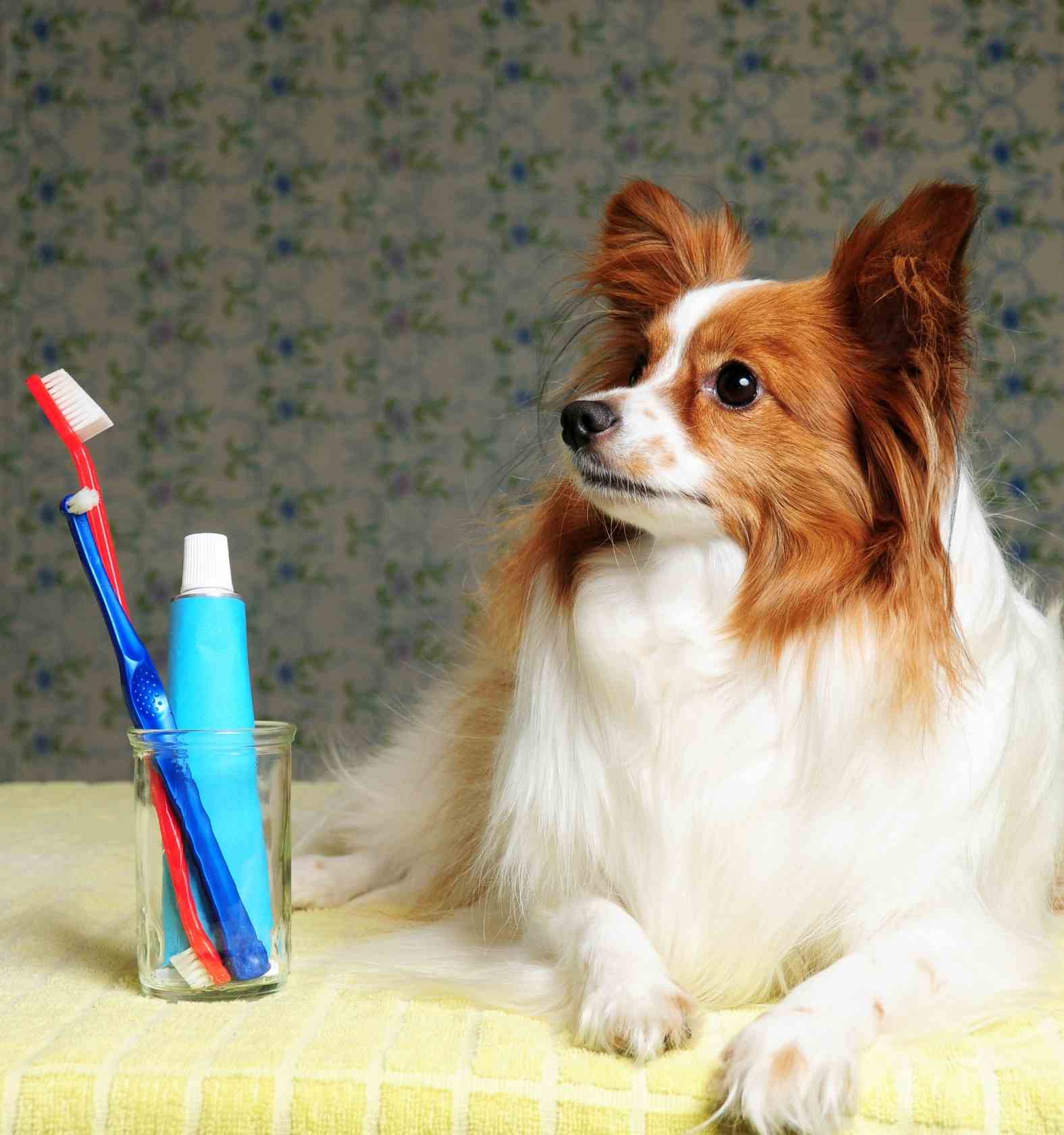 Professional Dog & Cat Dental Cleanings