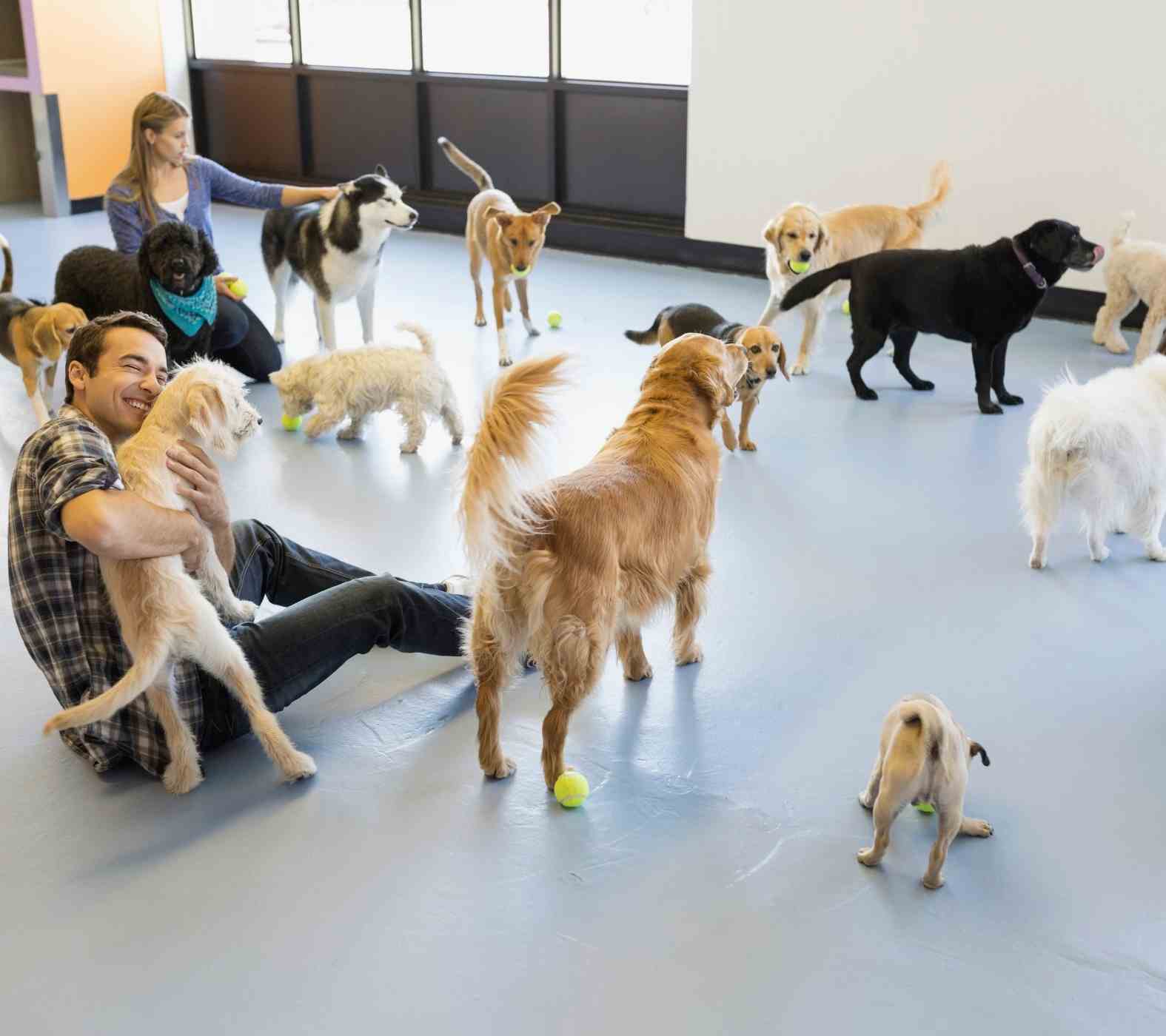 Safe, Stimulating Dog Daycare