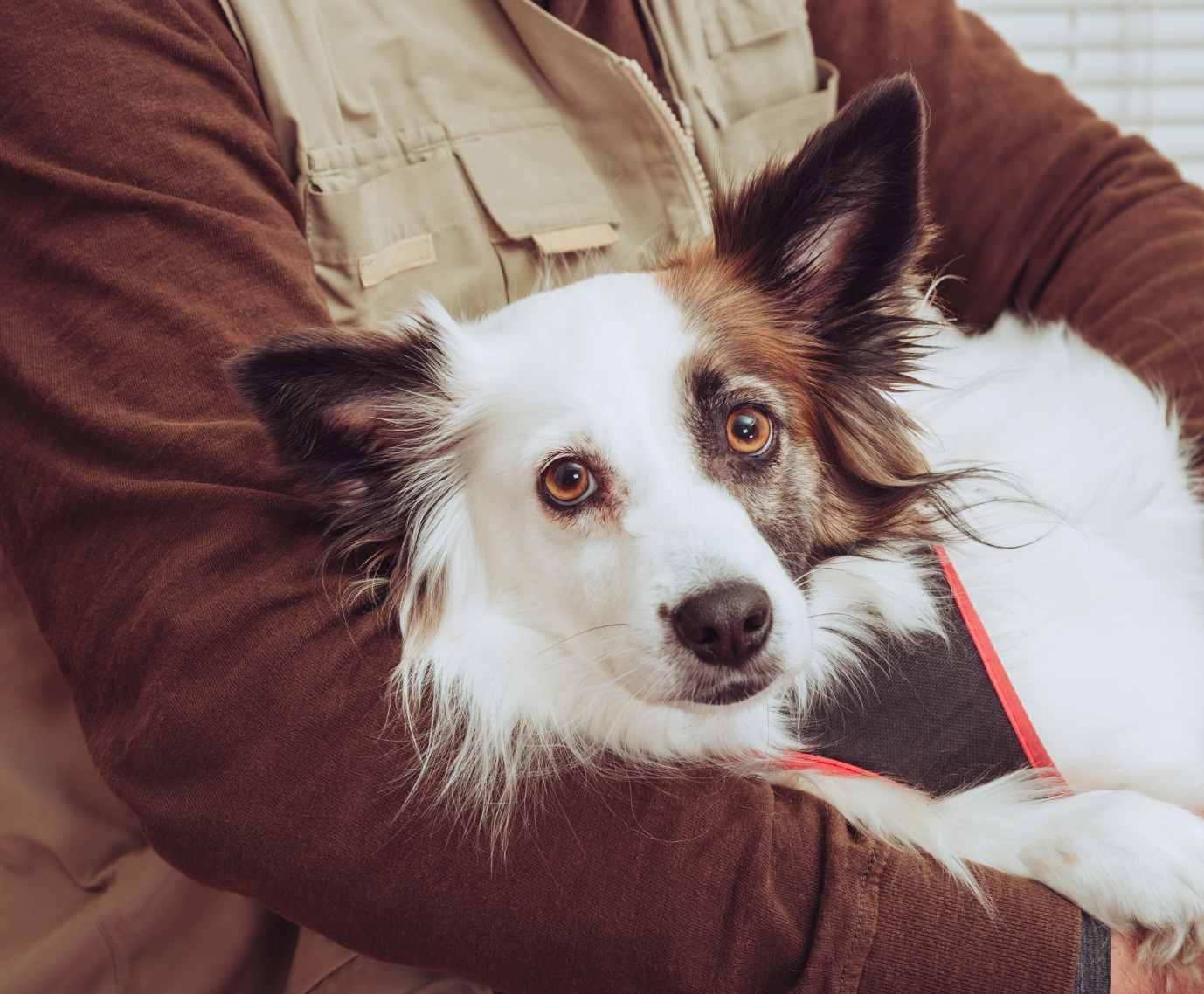 Signs Your Pet May Benefit from Senior Care