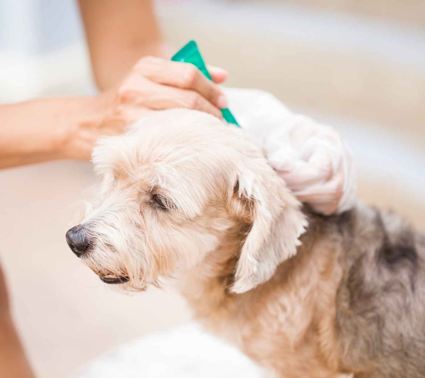 Signs Your Pet May Have Parasites