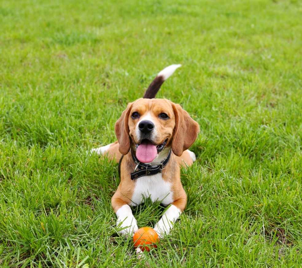 Signs Your Pet May Need Anal Gland Expression