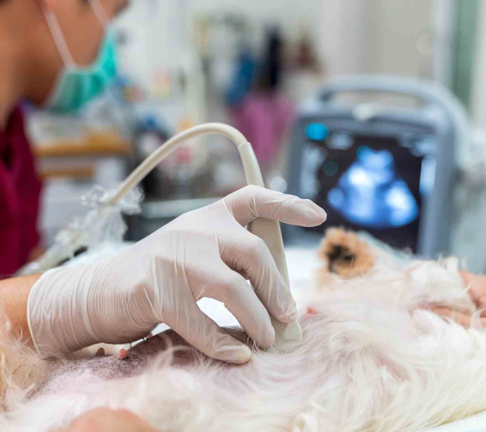 When to Consider Pet Imaging or Lab Tests