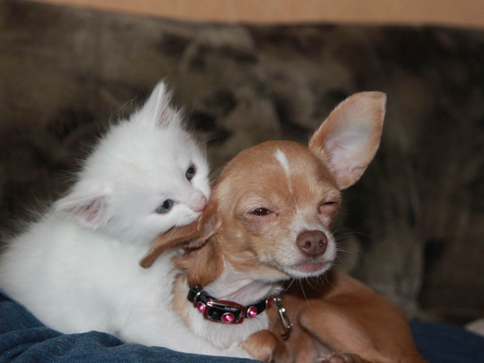 Your Partner for Lifelong Pet Wellness