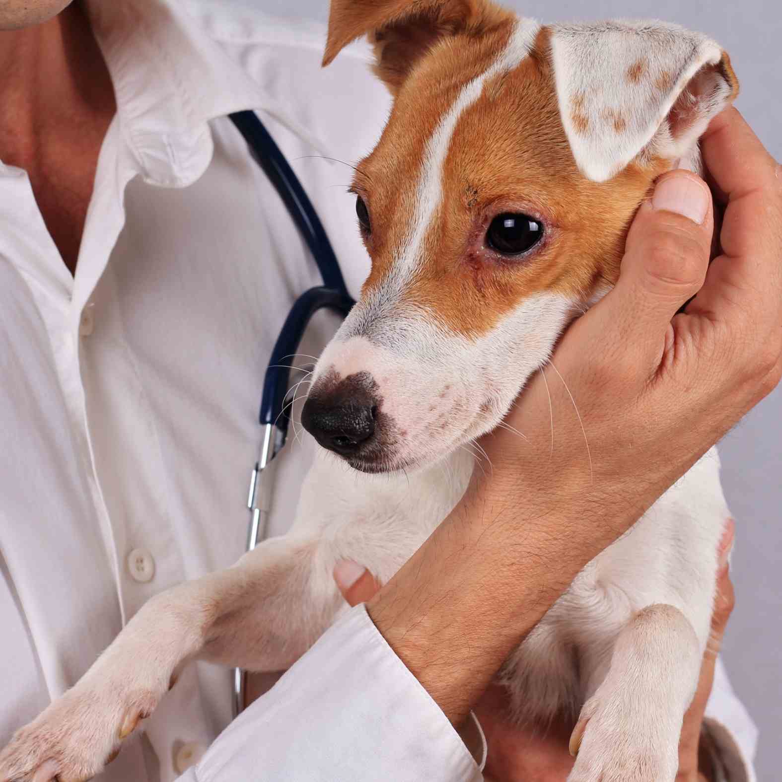 every pet deserves to feel comfortable