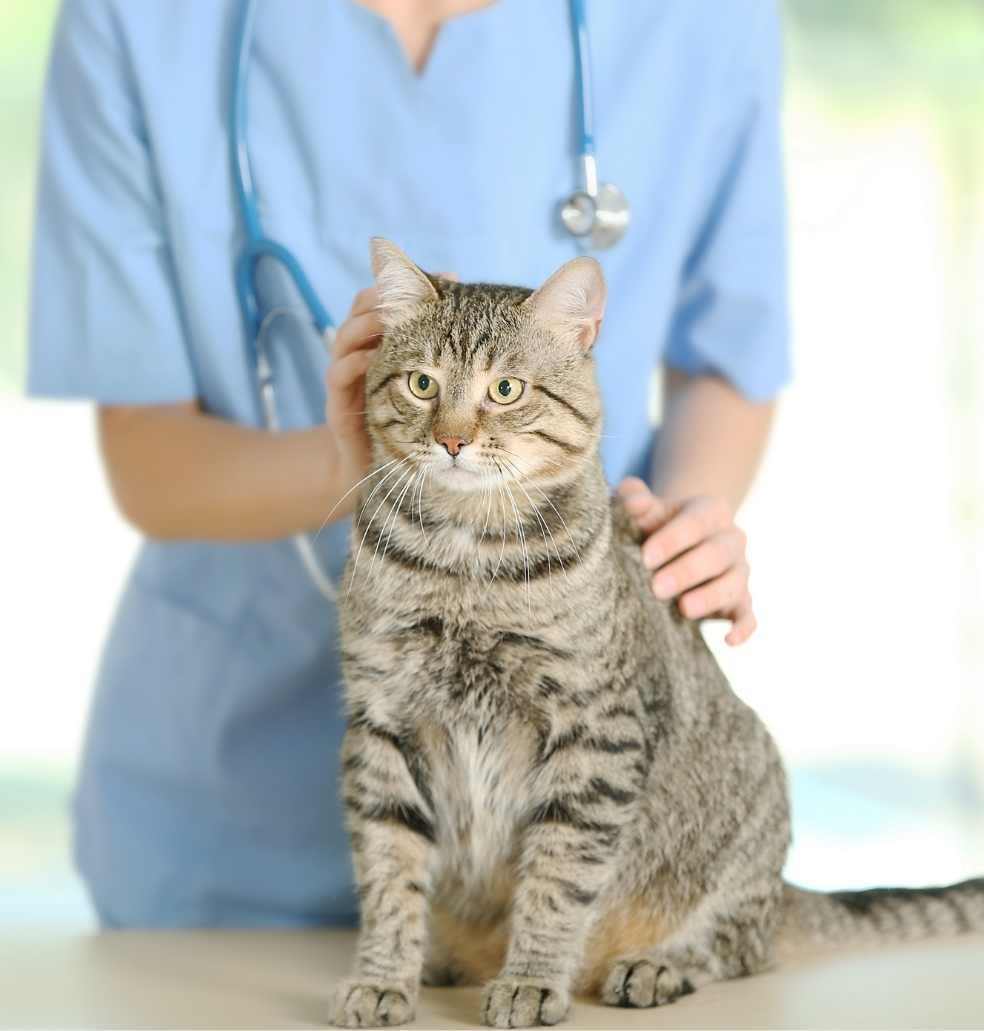 our pet anal gland expression service