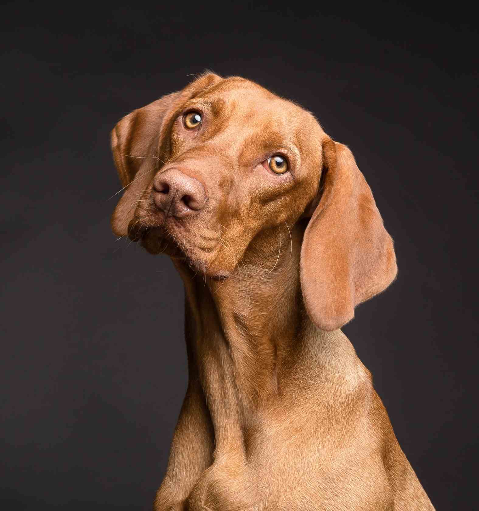 veterinary surgery at the highest level of expertise