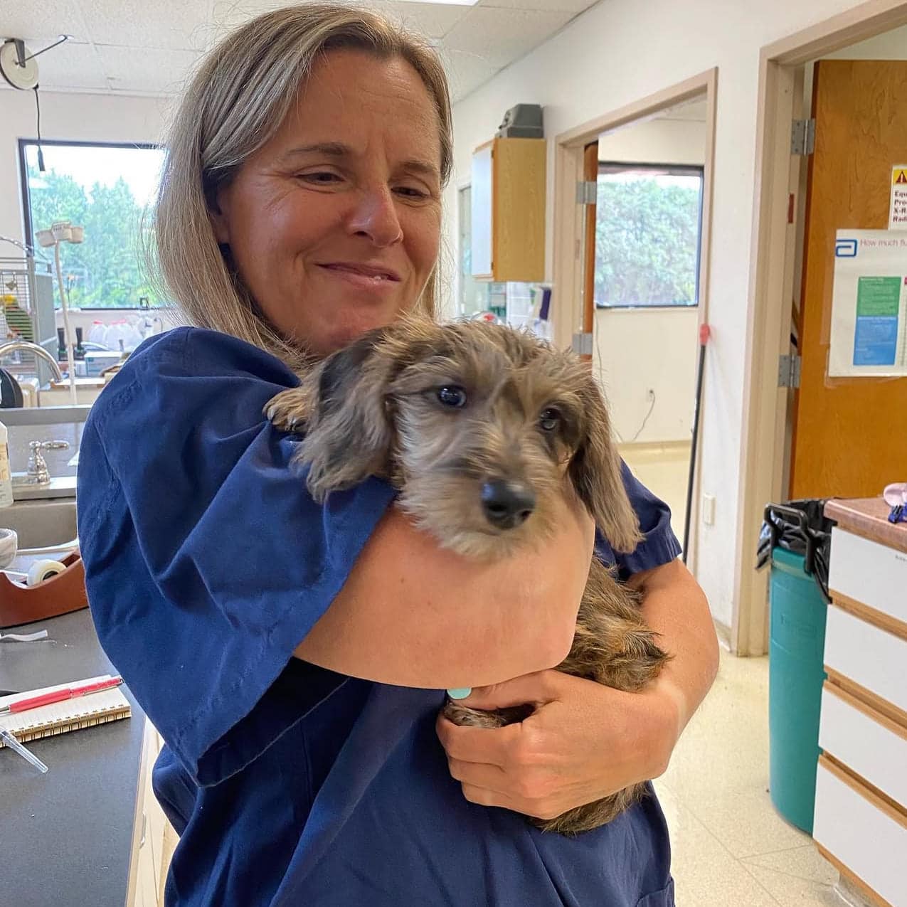 veterinarian holding a dog