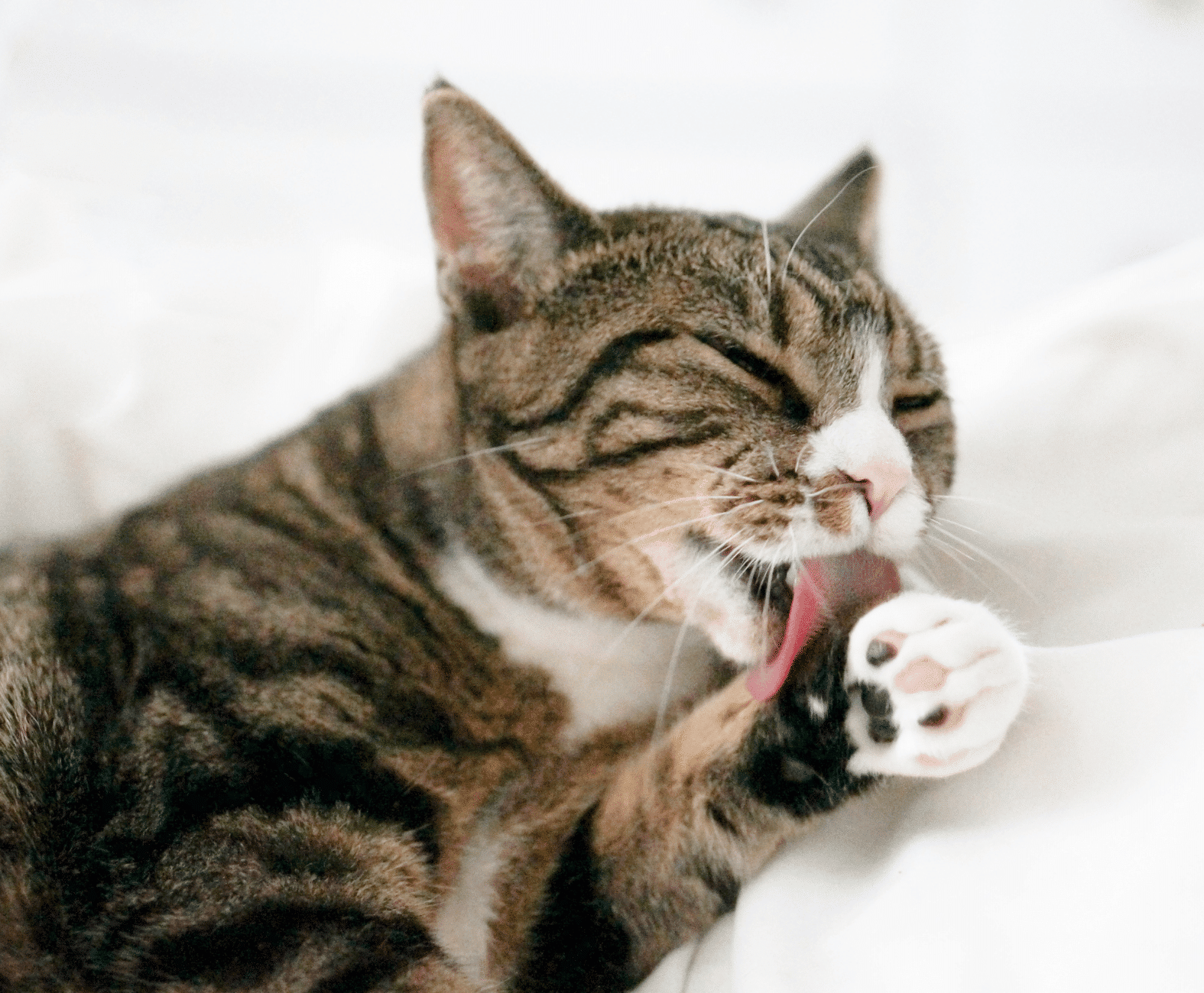 Our allergy treatments may include